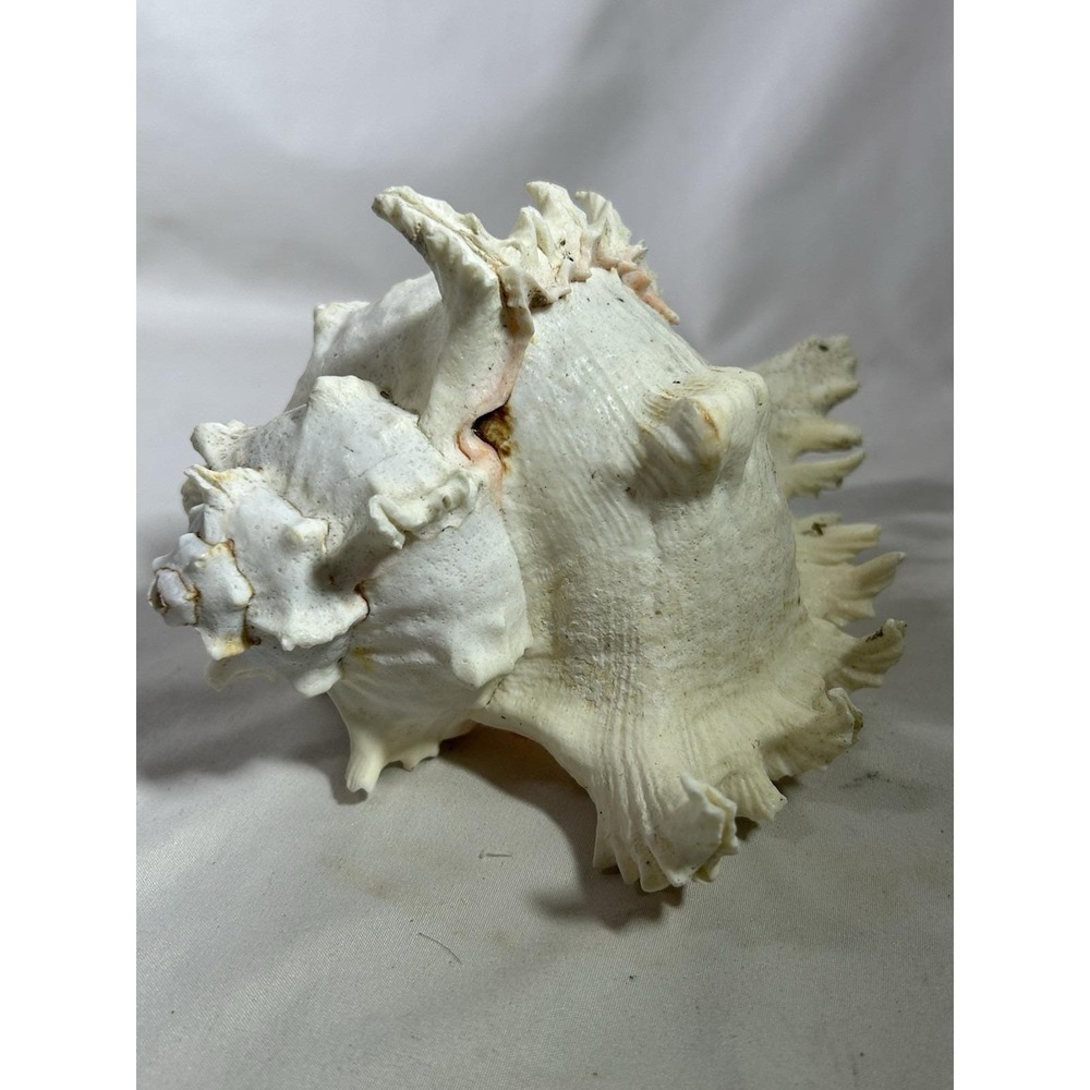 Seashell Indo Pacific Ocean Chicoreus Ramosus Ramose Murex Conch Shell Ocean